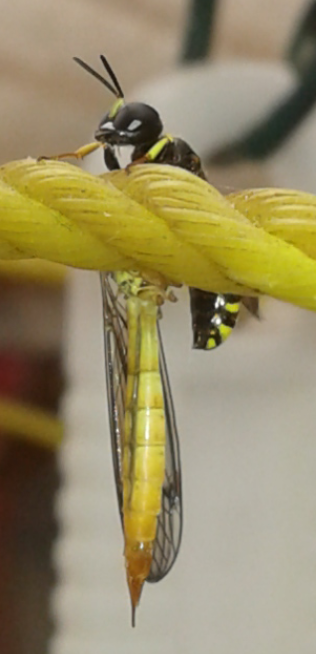 Crabronidae con preda (dittero Tipulidae): Ectemnius sp.